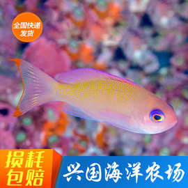 粉红蓝眼宝石 金花宝石公蓝眼海金鱼紫印紫罗兰顺丰