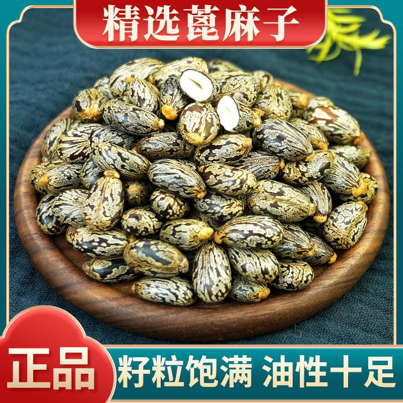 蓖麻子中药材500克 野生蓖麻籽种子油 新鲜 生蓖麻仁中药蓖麻子
