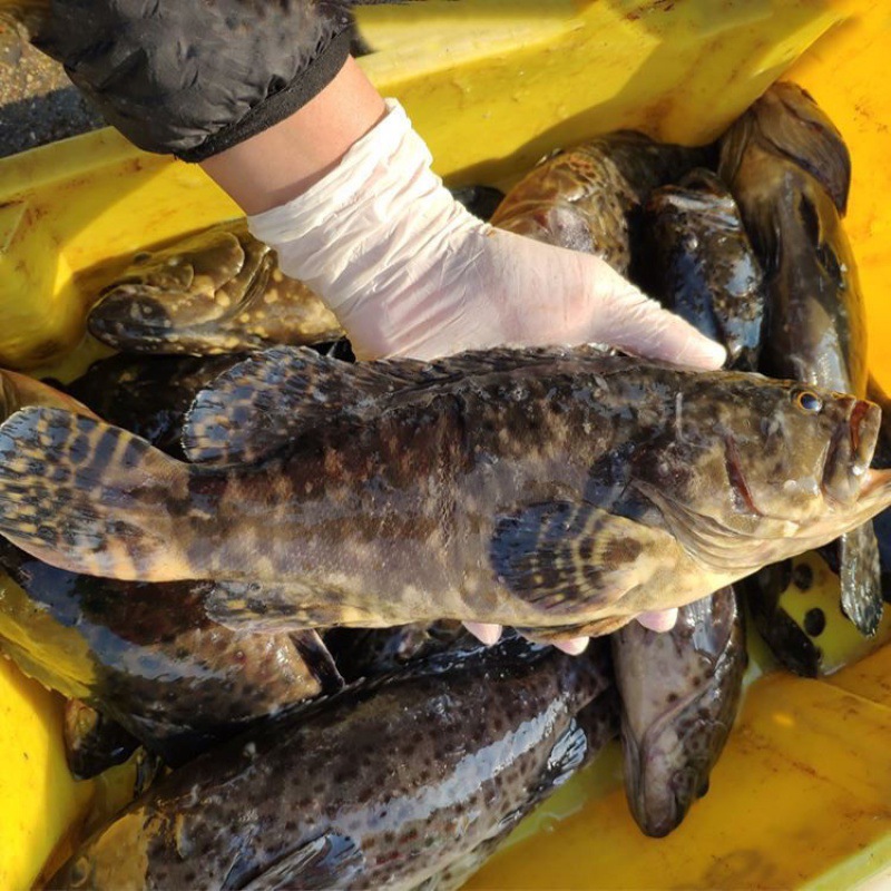 港口鲜活现杀速冻石斑鱼新鲜海产鱼类海鲜鱼深海鱼黑虎斑一件代发