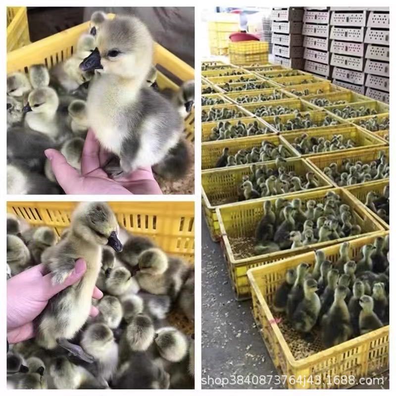 纯种脱温狮头鹅苗出售 幼苗现货供应四季鹅蛋鹅苗繁育活体-阿里巴巴