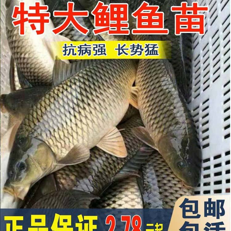 大鲤鱼草鱼花白鲢螺蛳青建裸鲤黄骨鱼稻花鲤鱼金草鱼红尾鲤鱼鱼苗