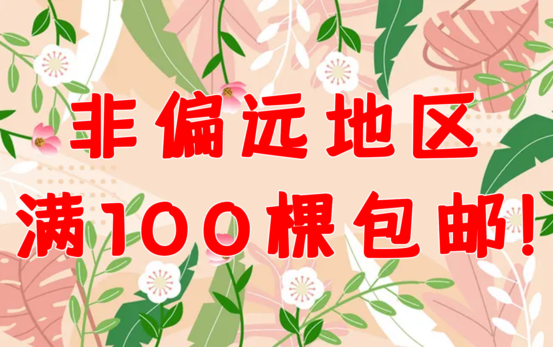 云南基地四季月季种苗 大花观赏绿化工程苗2年生月季花大苗