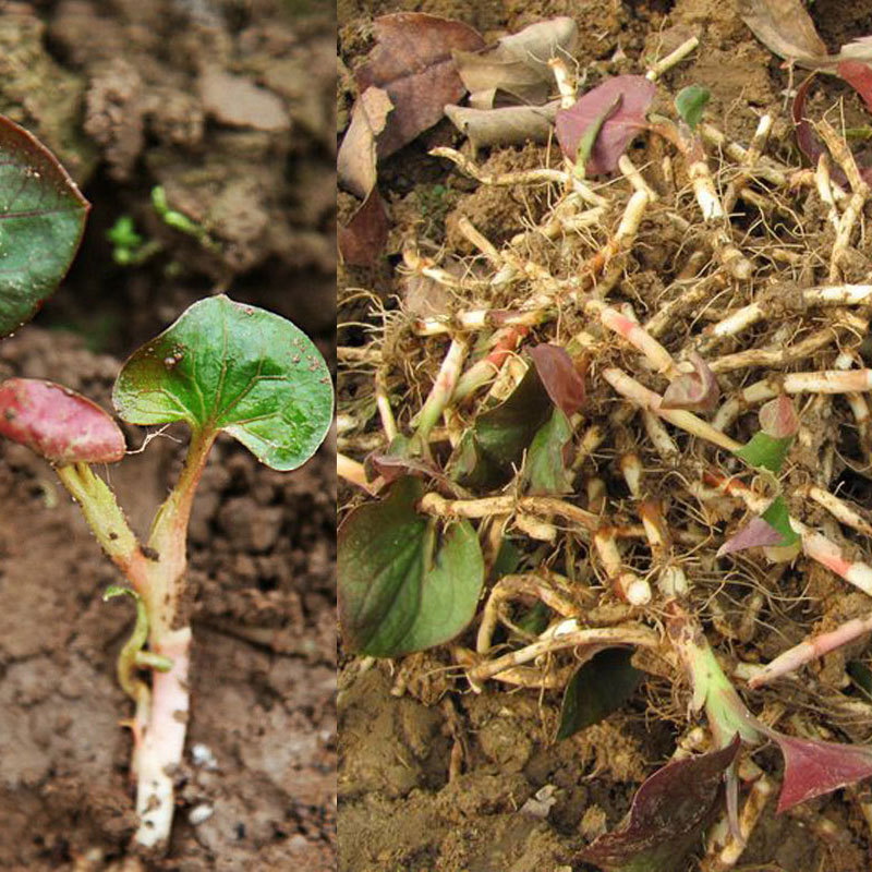 5斤 野生折耳根新鲜鱼腥草嫩根清火节节根凉拌贵州产鱼腥草小吃