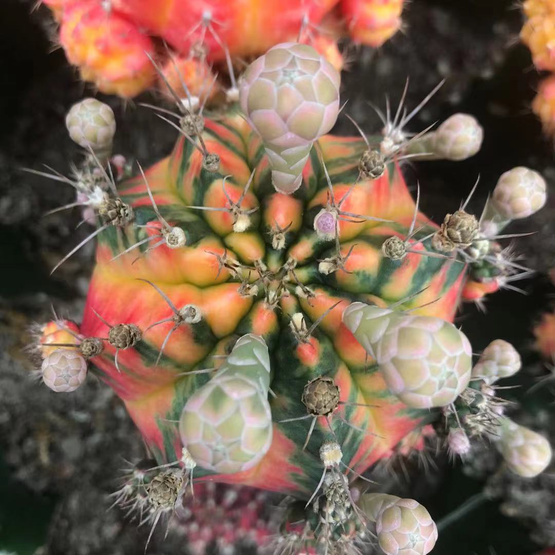 光辉牡丹 嫁接柱子 带花苞 7-9cm 基地批发