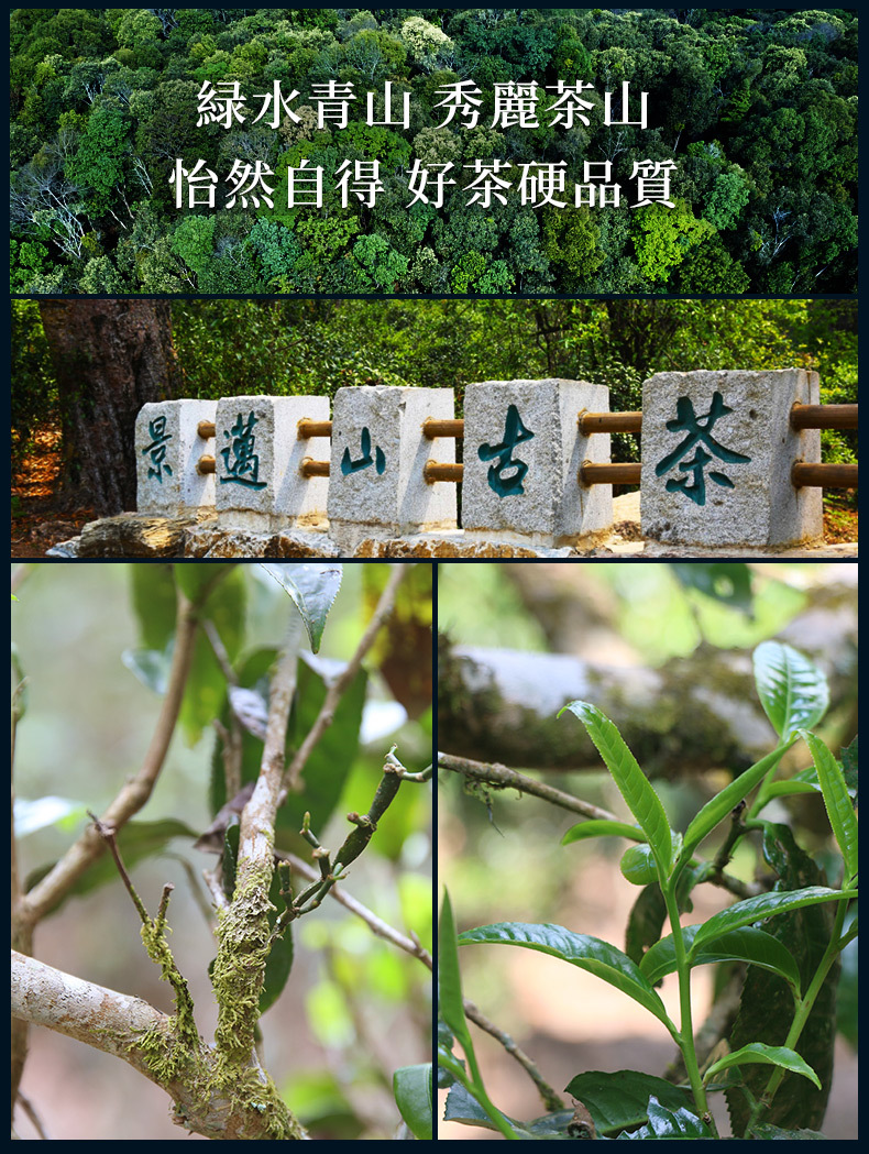 厂家销云南景迈兰韵谷花茶叶景迈山普洱茶生茶饼景迈古树茶口粮茶