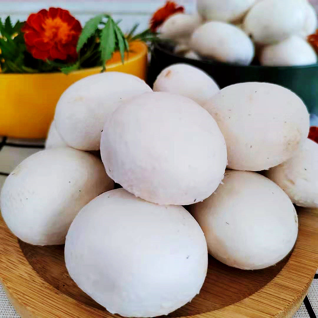 口蘑菇现摘现发新鲜白蘑菇双孢菇新鲜口蘑时令蔬菜食用菌菇