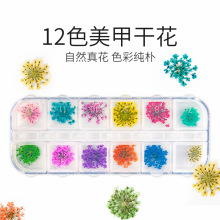 美甲批发 外贸干花饰品满天星太阳花12色干花装饰品真花/24朵