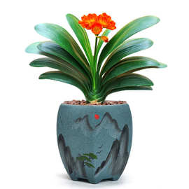 君子兰花盆六角兰花吊兰大号室内陶瓷多肉植物老桩蝴蝶兰专用紫砂