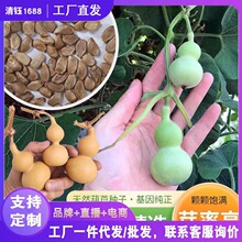 小手捻葫芦种子盆栽四季种植庭院阳台爬藤植物种子室内绿色葫代发