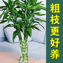 富贵竹植物水养客厅大绿萝盆栽花瓶室内花卉水竹大转运竹节节高