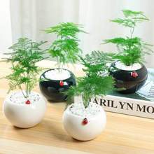 文竹苗栀子花发财树室内盆栽绿植花卉盆景净化空气防辐射四季常青