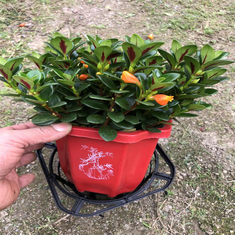 福建漳平青青花卉园艺场金鱼吊兰花种植基地规格带花四季常青室内