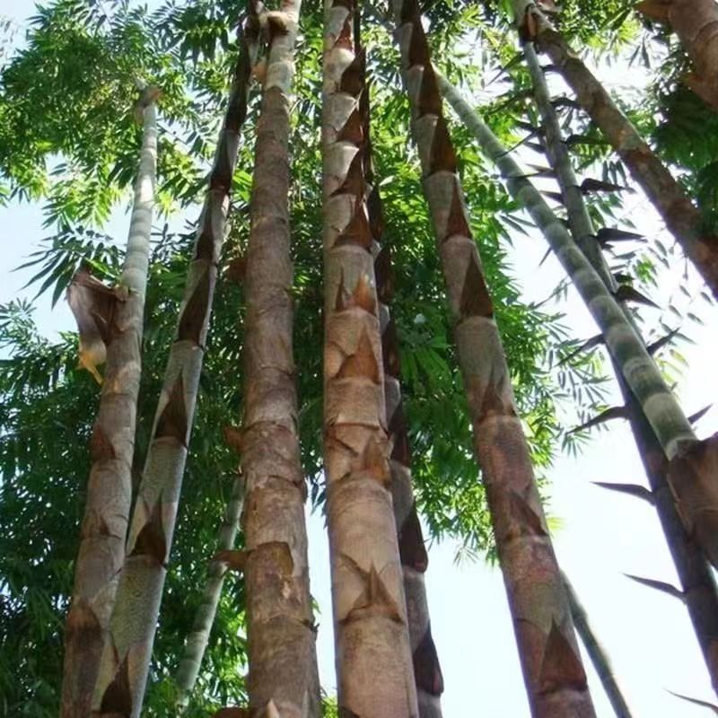 大型巨龙竹种子苗楠竹笋苗巨龙竹四季户外种植家庭阳台蔬菜种子