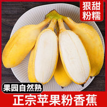 苹果蕉新鲜甜糯苹果粉蕉banana自然成熟当季热带水果香蕉批发