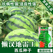 西瓜种子西瓜籽蔬菜种子批发菜种菜籽种子公司四季播种