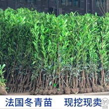 法国冬青庭院绿化植物珊瑚苗苗四季常青围墙树苗篱笆苗常绿独立站