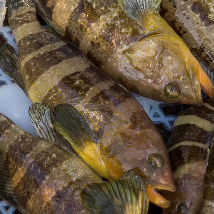 土过野生石斑鱼海钓土斑鱼深海鱼宝宝鱼海捕酒店餐厅供应批发直播