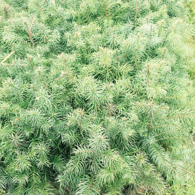 一年生速生优质杉树苗杉木苗刺杉苗沙木苗绿化造林园林工程包邮