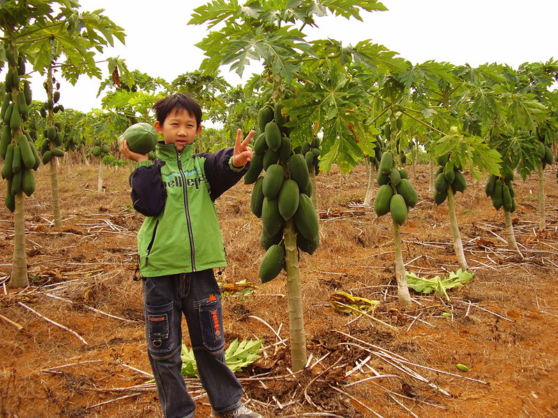 莫大老板每年开春批发木瓜苗 广西番木瓜苗种植 青木瓜苗种苗苗木