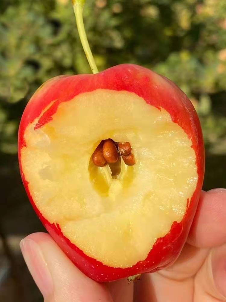 新疆香妃海棠果新鲜水果4斤伊犁特产9月当季农产品野苹果孕妇儿童