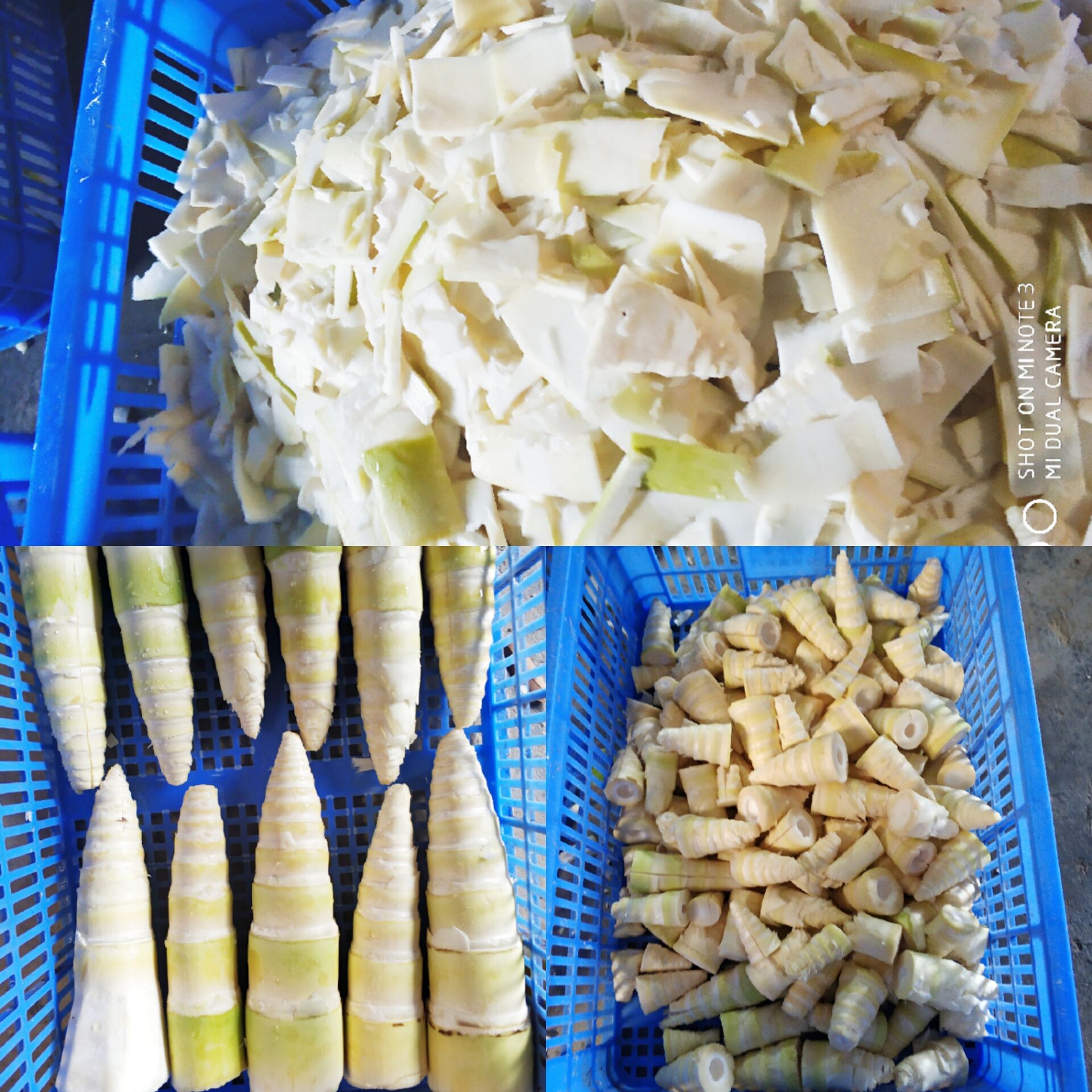 广西新鲜竹笋灵山土特产清水笋农家笋片开胃下饭配粥咸菜5斤包邮