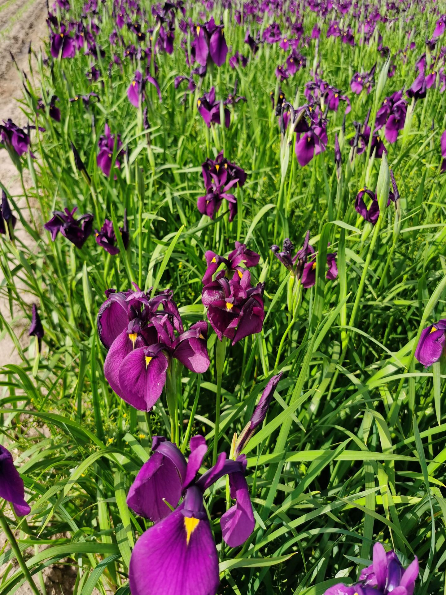 销售耐寒宿根花卉紫花鸢尾绿化工程花海公园绿地耐旱耐贫瘠