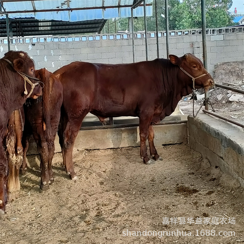 供应纯种利木赞牛 小牛犊出售 利木赞牛犊价格 鲁西黄牛牛犊-阿里巴巴