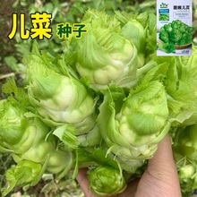 嫩脆儿菜种子芥菜种四季菜种娃娃菜蔬菜耐寒抗虫抗病性强庭院