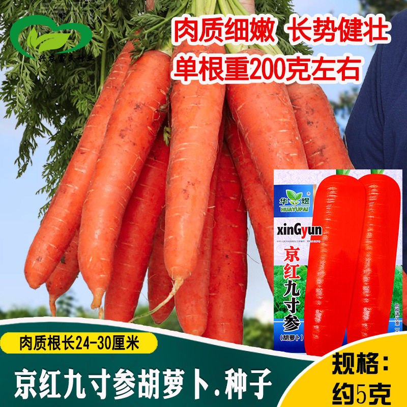 京红九寸参红胡萝卜种子 农田盆栽脆甜红皮红心易储藏胡萝卜籽