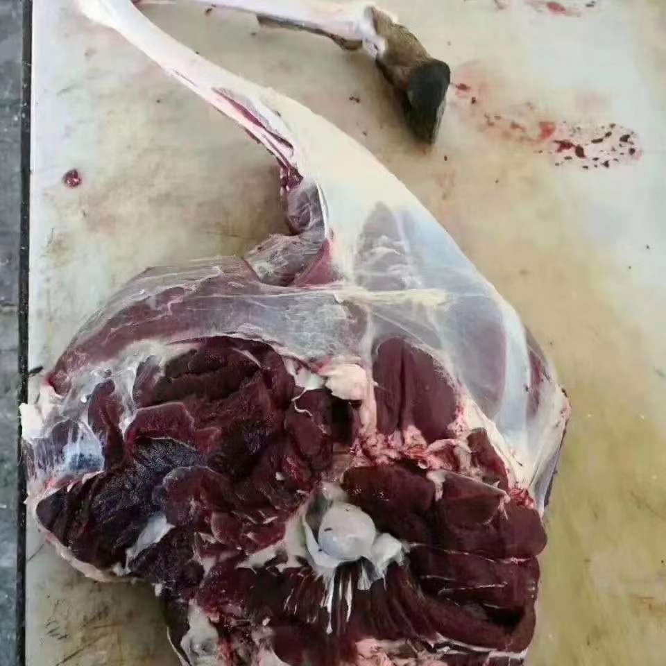 散养东北长白山特产梅花鹿新鲜鹿肉现杀整只鹿腿鹿场直销