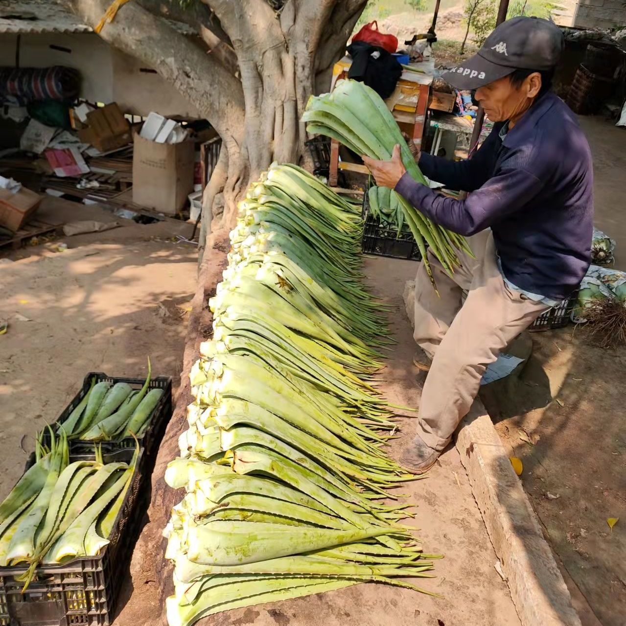 做菜用新鲜库拉索芦荟可食用可吃蔬菜叶片特价基地直发-阿里巴巴