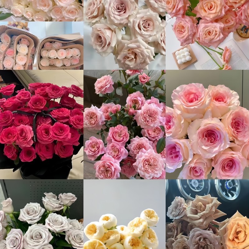 Rose Flowers Kunming Fresh Cut Flower Base Direct Wholesale Wedding Flower Shop Stall Teacher Goddess Gift Wholesale Group Purchase