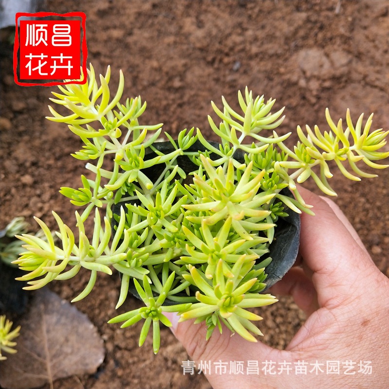 批发佛甲草屋顶绿化植被金叶佛甲草宿根苗木工程盆栽佛甲草苗
