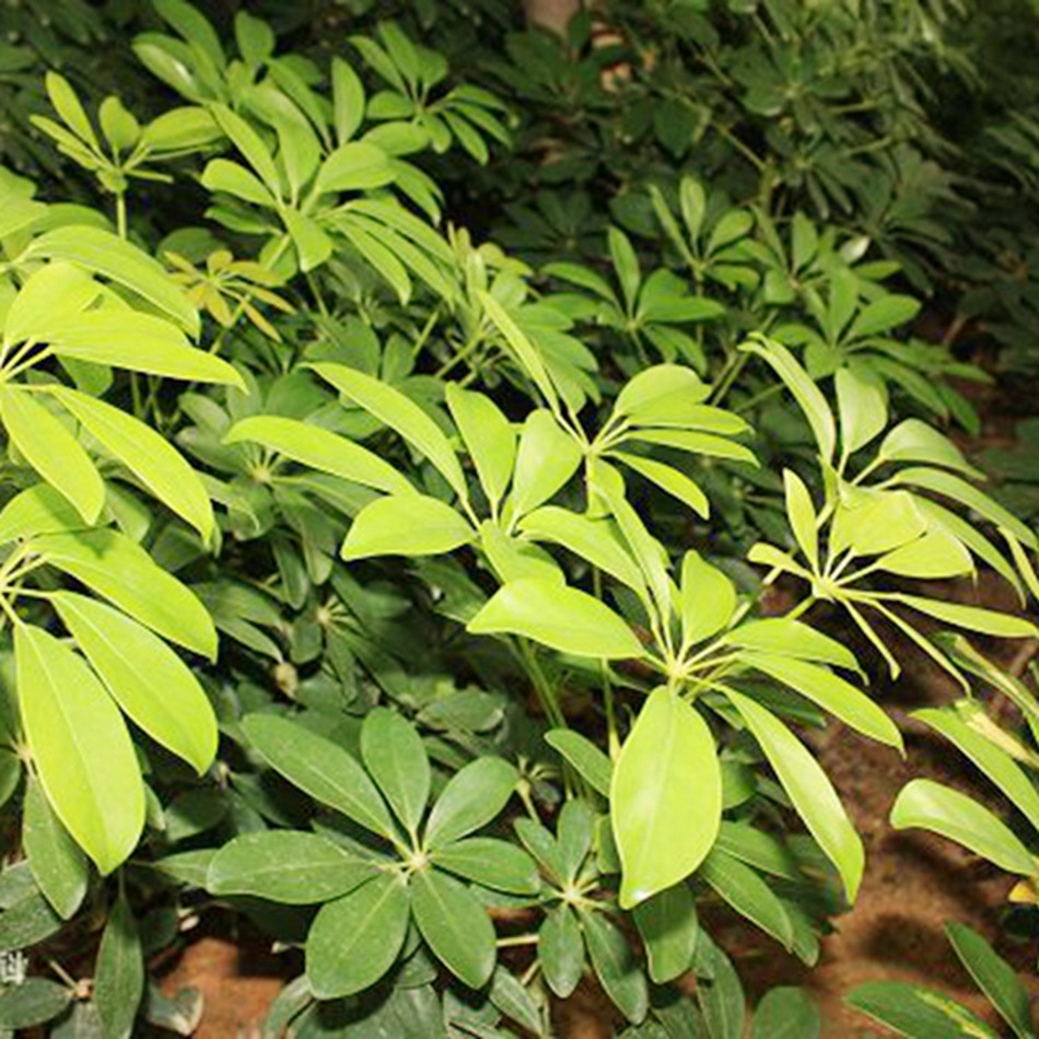 鸭脚木杯苗 鹅掌柴 鸭脚板 园林绿化工程苗木 地被植物 灌木