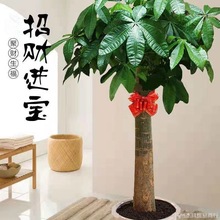 发财树大发财盆栽大客厅绿植室内大型植物办公室内苗摆摊代发批发