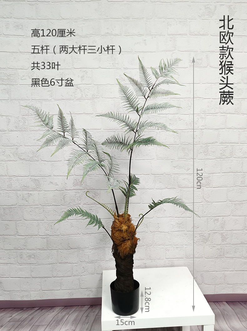 全国包邮猴头蕨植物盆栽金丝猴草假树室内禅意绿植摆件家居饰品