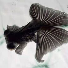 金鱼蝴蝶鱼蝶尾反翅蝶尾招财冷水鱼淡水鱼好养