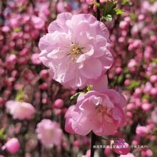 榆叶梅花苗桃花小桃红梅花树苗南北方庭院多年生木本花卉耐寒耐热