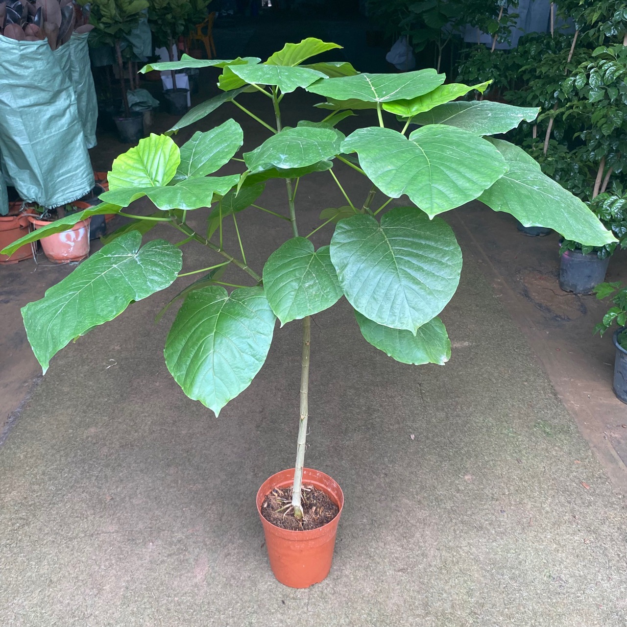 爱心榕 大叶植物伞榕开室内网红植物 日本引进 北欧风植物-阿里巴巴