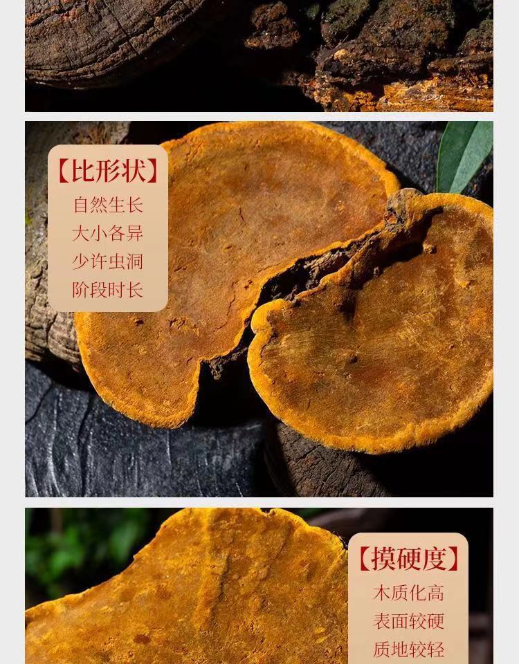 买2送1 正宗西藏野生桑树桑黄正品特级灵芝林芝桑黄菌种桑黄灵芝