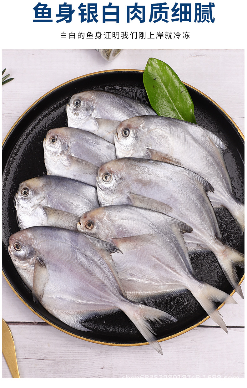 厂家批发新鲜银鲳鱼鲜活速冻海鲜水产海鱼银鲳鱼大个鲳鱼平昌
