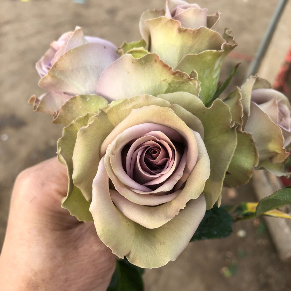 法国月季玫瑰花苗失忆尼古拉斯的初恋复古切花盆栽四季开花