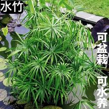 水竹水生风车草水培植物龟水竹盆栽绿植水棕竹池塘鱼缸造景旱伞草