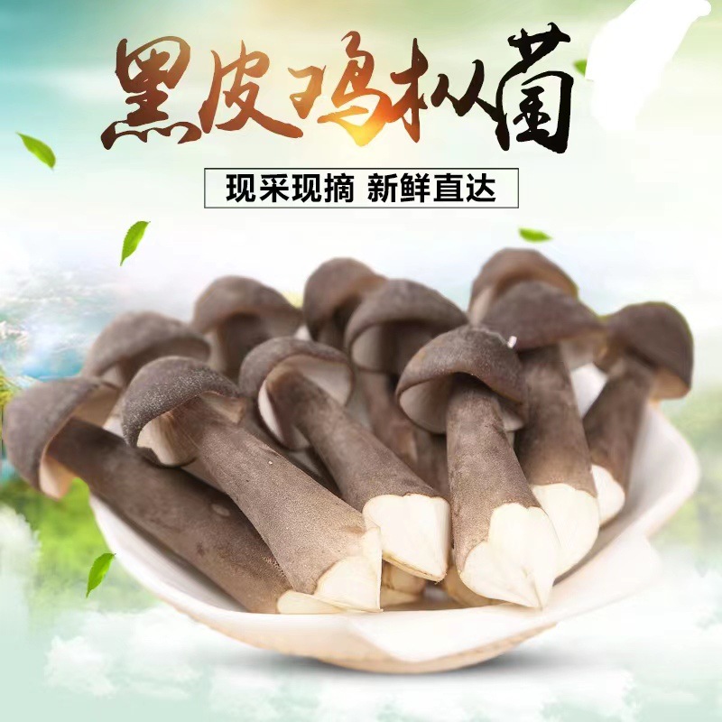 当季新货酒店餐饮黑皮鸡枞菌菇 农产品新鲜精美黑皮鸡枞菌鲜菇