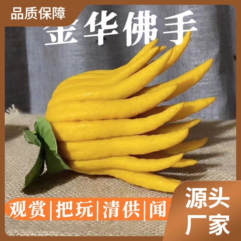 【基地直发】现摘新鲜佛手果广佛手柑鲜果佛手瓜食用清供观赏带