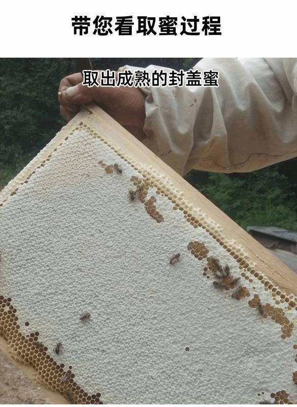 椴树蜜长白山纯正天然农家自产结晶白蜜野生土蜂东北黑蜂雪蜜正宗