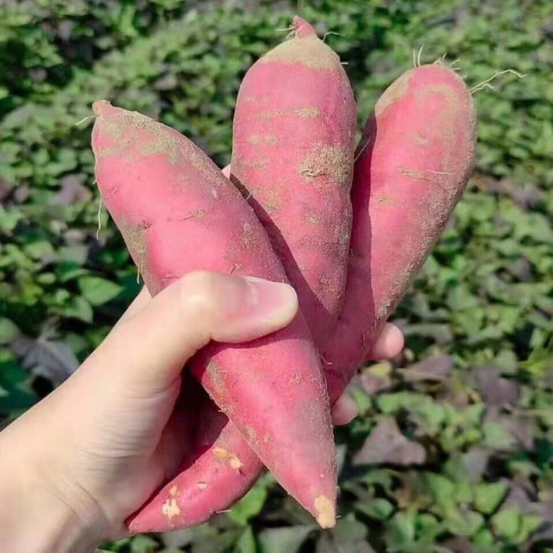 六鳌蜜薯福建西瓜红沙地红薯富硒地瓜红心番薯山芋新鲜现挖工厂批