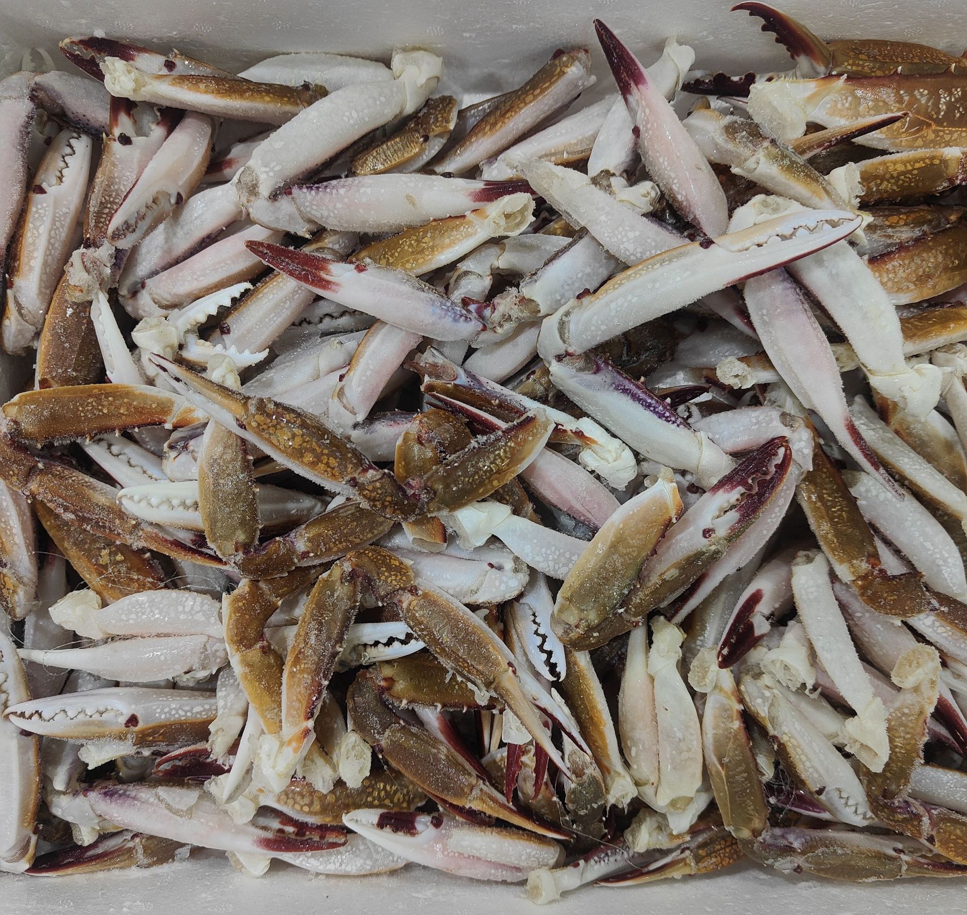 三点蟹钳肉质饱满个头肥大顺丰配送净重6-7斤