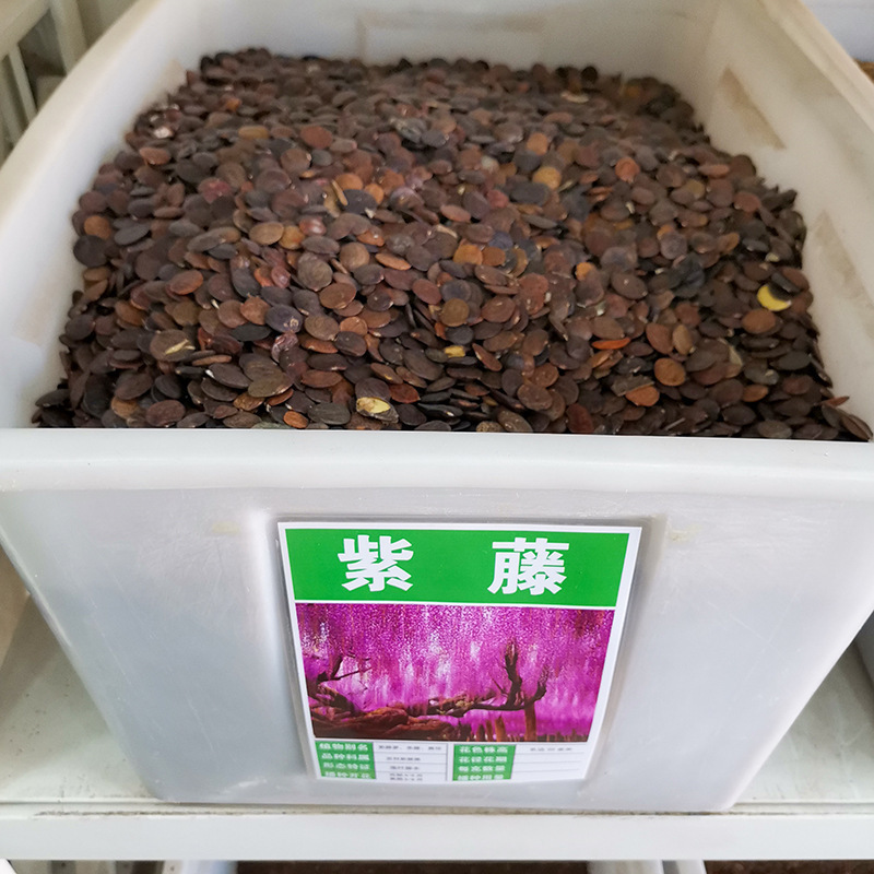 紫藤种子爬藤花卉植物紫藤花种籽室外庭院耐寒四季易活盆栽棚架孑