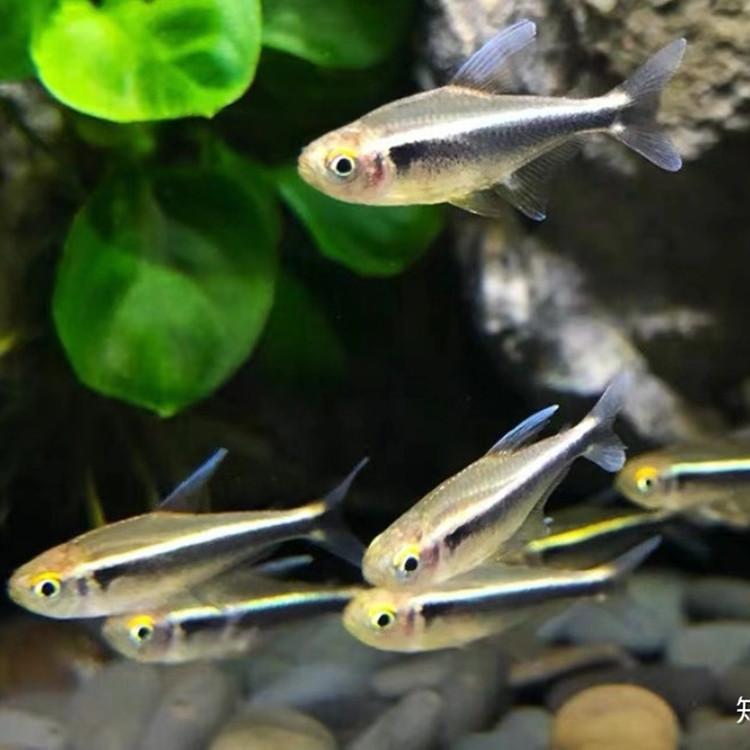 黑灯管鱼黑莲灯活体小型鱼草缸群游灯科鱼热带观赏鱼渔场大量批发